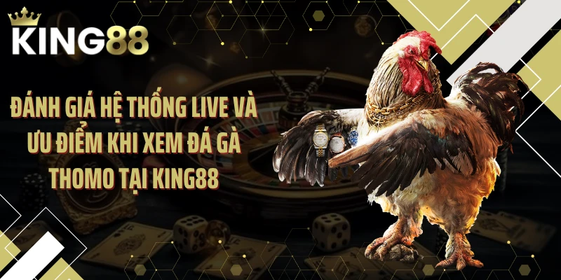 Đánh giá hệ thống live và ưu điểm khi xem đá gà Thomo tại KING88