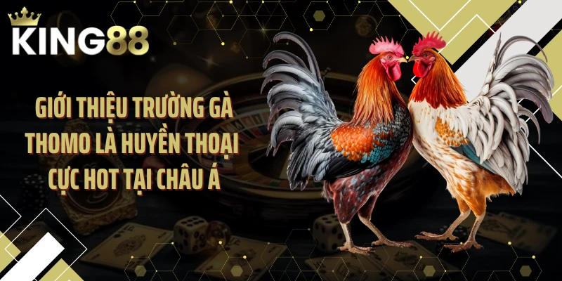 Giới thiệu trường gà Thomo là huyền thoại cực hot tại châu Á