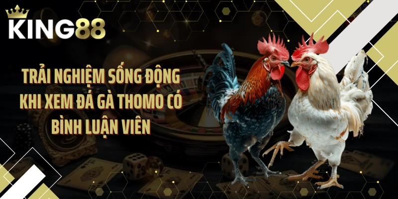 Trải nghiệm sống động khi xem đá gà Thomo có bình luận viên